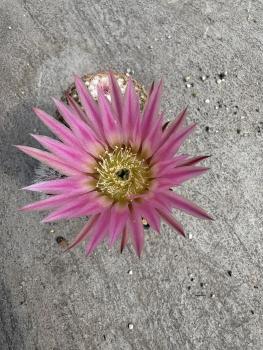Echinocereus pectinatus